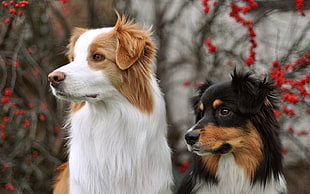 white-and-white and black-and-tan medium coated dogs HD wallpaper